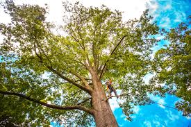 Best Tree Health Inspection  in Pascoag, RI