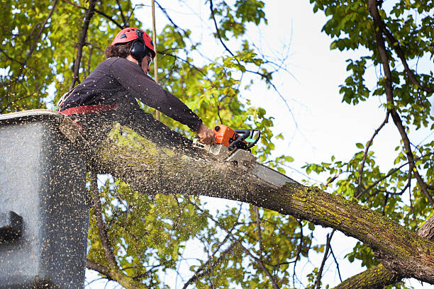 Best Tree Preservation Services  in Pascoag, RI